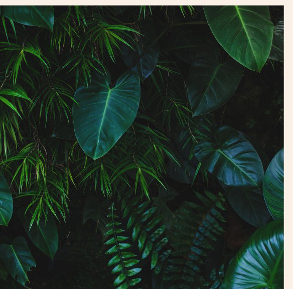 Dark botanical leaves — mood reference